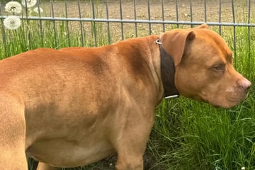 Fred will nicht im Tierheim alt werden: Wer gibt dem Mischling eine Chance?