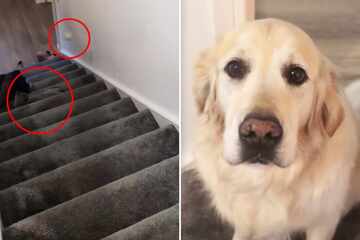 Dog plays innocent after adorable "murder plot" gone wrong: "Did you just try to kill Kevin?"