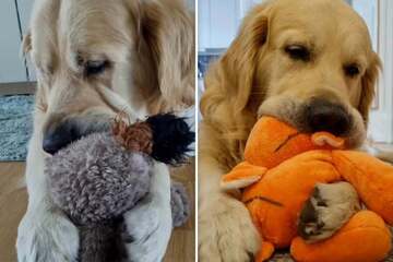 Sweet dog loves to make "biscuits" like a cat in viral videos