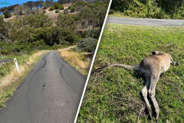 Autofahrer bricht für Spritztour in Reservat ein: Aktion fordert ein Todesopfer