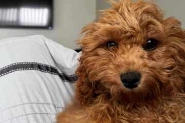 Man takes his fluffy dog to the groomer: when he picks her up, his jaw drops