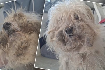 Drama um verwahrlosten Hund geht weiter: Immer mehr Details kommen ans Licht