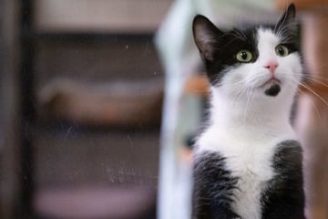 Berlin: Katze kommt mit geschwollener Pfote zum Arzt und wird eingeschläfert