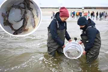 Nach Buckelwal "Timmy": Jetzt werden auch Haie in der Nordsee entlassen