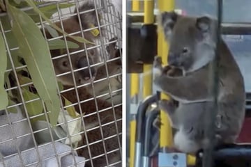 Gerettet von der Straße: Was dieser kleine Koala dann im Bus macht, lässt Herzen schmelzen