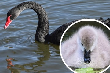 Baby-Alarm im Kölner Zoo! Auf diese putzigen Vögel könnt Ihr Euch jetzt freuen