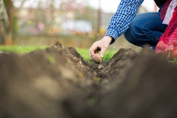 Kartoffeln pflanzen: 3 einfache Varianten für Deinen Garten