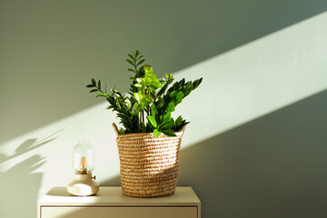 Zamioculcas hat gelbe Blätter Pflegetipps für die Glücksfeder