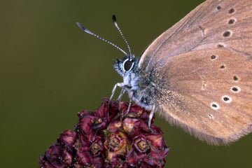 Was für eine Ehre: Ich bin der neue Schmetterling des Jahres 2026