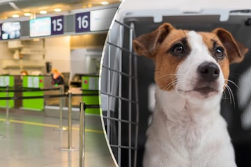 Frau ertränkt Hund in Airport-Toilette: Der Grund ist beschämend