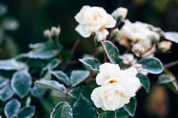 Rosen überwintern: Wie schützt man Rosen vor Kälte und Schnee?