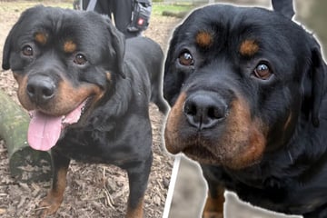 Grundguter Hund landet in den falschen Händen: Jetzt wirkt er ziemlich verloren in der Welt