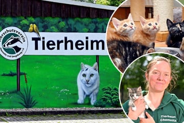 Chemnitz: Zu viele Samtpfoten? Chemnitzer Tierheim erlässt Aufnahmestopp für Katzen