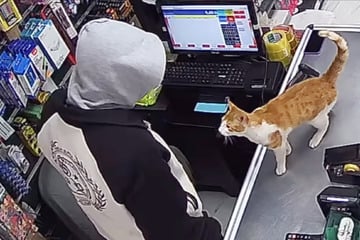Ladenbesitzer füttert Straßenkatze: Wie die sich seitdem bedankt, lässt Herzen schmelzen