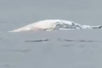 Buckelwal "Hartwin" schwimmt offenbar weiter in der Kieler Förde: Tierschützer schlagen Alarm