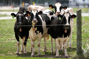 Immer weniger Kühe in NRW: Wird Milch bald knapp?