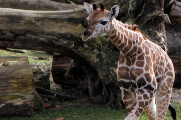 Eure Kreativität ist gefragt! Wie soll das Leipziger Giraffen-Baby heißen?