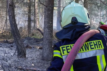 Winde fachen Feuer an: Erste Waldbrände halten Einsatzkräfte auf Trab