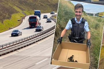 Tierischer Einsatz: Polizei muss A5 wegen Entenfamilie sperren