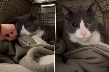 Als Tierschützer sehen, was noch in Box von Katze ist, bricht es ihnen das Herz