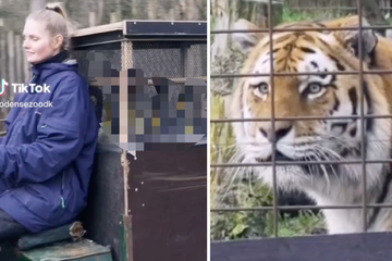 Verwirrter Tiger versteht die Welt nicht mehr: Unerwartete Besucher lassen ihn ratlos zurück