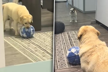 Frau bringt Labrador mit zur Arbeit: Reaktion des anderen Büro-Hundes lässt Lachtränen fließen