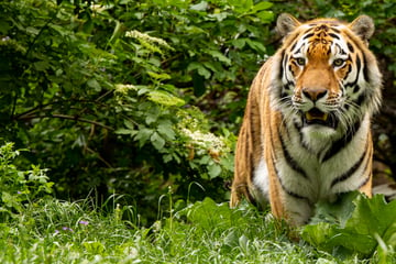 Tigerstarke Geburtstagsparty im Magdeburger Zoo: Raubkatze Stormi wird sieben Jahre alt!