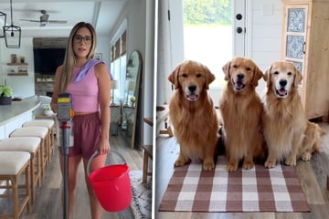 Golden Retriever dürfen nicht in den Pool: Was sie dann "tun", strapaziert die Lachmuskeln