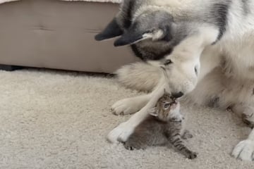 Winzige Babykatze trifft auf großen Husky - dann wird sie übermütig
