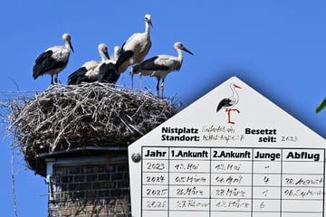 Storchenpaar lässt nichts anbrennen: Erstmals seit 70 Jahren wieder Sechslinge in Sachsen