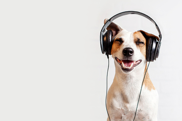 Persönliche Musik-Playlists können Dein Haustier beruhigen, wenn es alleine bleiben muss