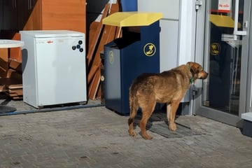 Hund wird schon lange nicht mehr hineingelassen: Grund ist für Retterin wie Stich ins Herz