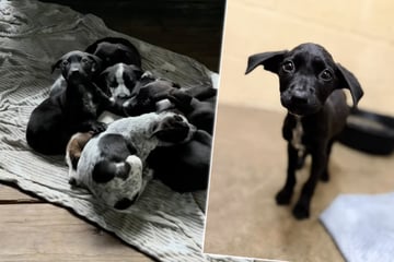 Mit Geschwistern im Wald ausgesetzt: Keiner adoptiert winzige Hündin