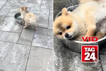 Viral Video of the Day for July 25, 2025: Pomeranian ditches pool for giant water bowl – and instantly regrets it!