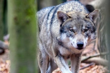 Wölfe: Ziegen im Südwesten gerissen - war es ein Wolf aus Sachsen-Anhalt?
