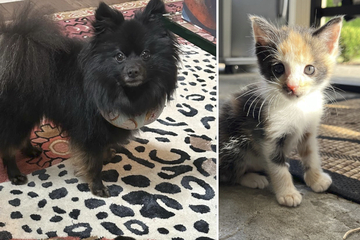 Dog's adorable response to orphaned kitten melts hearts on TikTok: "This was his kitten"