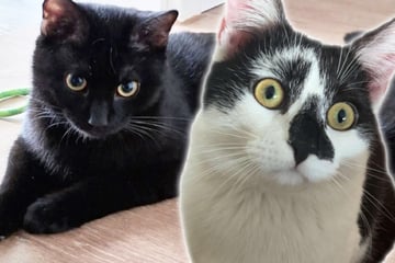 Herzlos im Karton ausgesetzt: Tom und Jerry wollen endlich ankommen