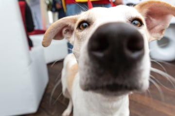 Adopting a dog: Everything you need to know about how to adopt a dog