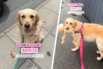 Frau schaut sich Tierarzt-Rechnungen für ihren Golden Retriever an und fällt aus allen Wolken