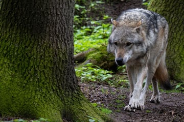 Wölfe: Tote Ziegen im Schwarzwald: Wolf war der Übeltäter