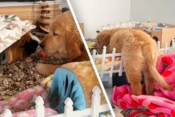 Golden Retriever schleicht immer wieder in Meerschweinchen-Käfig: Der Grund ist zuckersüß