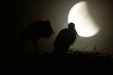 Lohnt sich das frühe Aufstehen? So stehen die Chancen für einen Blick auf die Mondfinsternis im Südwesten