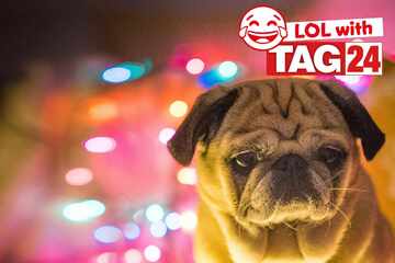 Joke of the Day for December 23, 2025: A dog funny for Christmas