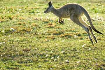 Why do kangaroos hop? New research may have answer to evolutionary mystery