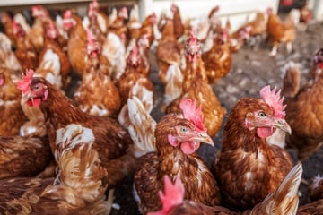 Verheerende Vogelgrippe: Halbe Million Nutztiere getötet