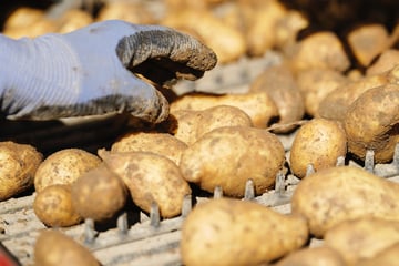 Bauer entdeckt Lücke im Feld: Plötzlich fehlen 500 Kilogramm Kartoffeln