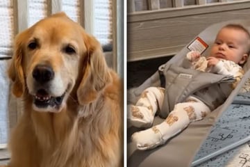 Golden Retriever passt auf Baby auf: Kurz darauf lachen Millionen!