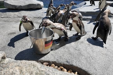 Tierisches Orakel: Stinktiere, Papagei und Bakterien tippen auf WM-Spiele