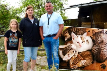 Zum Sterben ausgesetzt? Gassigeher findet gleich fünf Katzenbabys am Feldrand