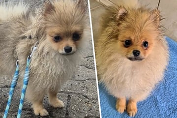 Erst süß, dann zu anstrengend und abgeschoben: Gibt es für Zwergspitz Coco noch ein Happy End?